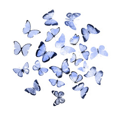 Canvas Print - blue watercolor butterflies isolated on a white