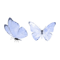 Wall Mural - blue watercolor butterflies isolated on a white