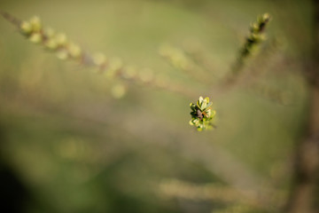 nature abstract background