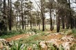 © Gustavo Pozo/ADDICTIVE STOCK - Thin trees and green grass growing on stony ground on clearing in calm forest