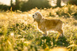 © Javier De La Torre/ADDICTIVE STOCK - Adorable golden Cocker Spaniel puppy looking away and waiting for owner while sitting on meadow in sunny summer day in countryside