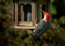 Red Bellied Woodpecker Hanging On To Feeder