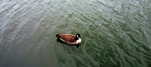 High Angle View Of Canada Goose Swimming In Lake