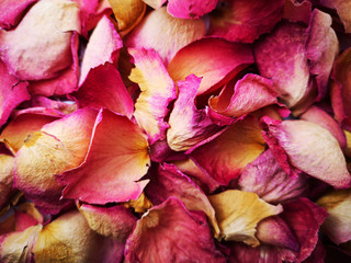 Many dried pink rose petals