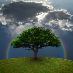 Poster - Green Tree Rainbow