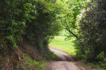 Wall Mural - Green landscape on a sunny spring day