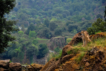 Lince en Cabárceno