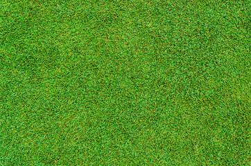 Wall Mural - Background and texture of Beautiful green grass pattern from golf course