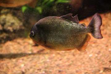 Wall Mural - Piraña de vientre rojo o coicoa (Pygocentrus nattereri)