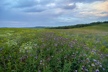 Fields of flowering grass under the evening sky. Zabaykalsky Krai. Russia.