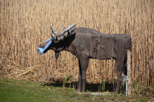 Moose Statue With A Face Mask On His Face