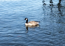 Canada Goose Swimming In Lake