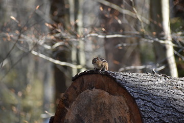 chipmunk on tree stump