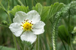 Scenic blooming wild strawberry berry in May. White single flower in spring, close-up, selective art focus