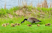 Geese And Goslings Are Enjoying Springtime On Green Grass