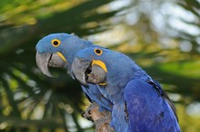 Close-up Of Hyacinth Macaws