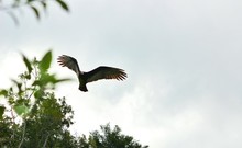 Low Angle View Of Vulture Flying In Sky