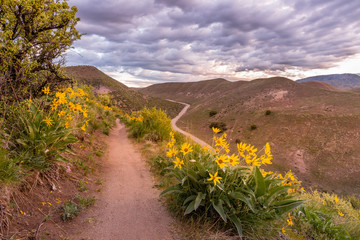 Yellow wildflowers overlooking the mountains.