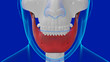 © mybox - 3D Illustration Human Skull Anatomy Mandible Bone