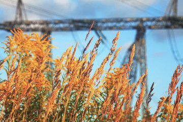 Vintage concept field with gold ears of wheat in sunset. yellow wheat field and blue sky summer and pillar electrical wires electrification high background. row eco bio food concept.