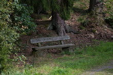 Bench In Forest