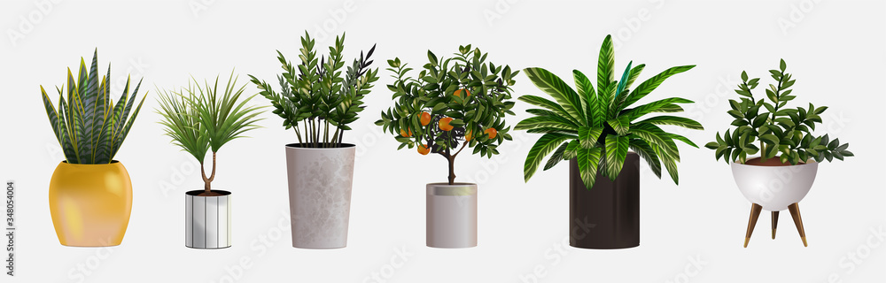 Set of vector realistic detailed house or office plant for interior design and decoration.Tropical and Mediterranean plant for interior decor of home or office - obrazy, fototapety, plakaty 
