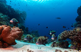 Fototapeta Do akwarium - Harlequin sweetlips on a coral reef. Many spotted sweetlips, Plectorhinchus chaetodonoides, Wide angle photography
