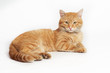 © Igor - Beautiful orange cat lying on white background