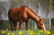 portrait of young chestnut budyonny gelding horse  with white line on face eating grass in pasture field with dandelions in spring daytime