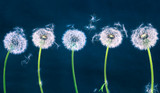 Fototapeta Dmuchawce - White dandelions on a dark background