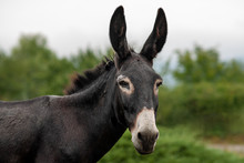 Grey Donkey On Green Background, Big Ears, Nature Photography, Animal Photo, Green Background
