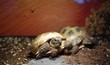 two turtles in a terrarium