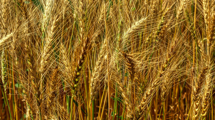 golden wheat field