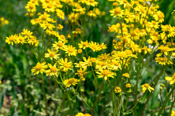  Yellow blooming Jacobaea vulgaris wild flowers.