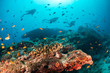 © Aaron - Colorful underwater scene of fish and coral with scuba divers swimming in the background