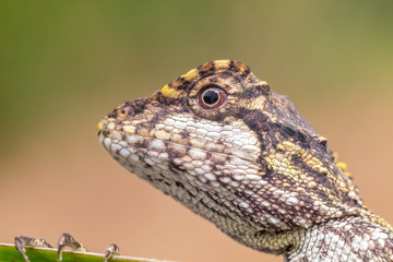 Wall Mural - Macro shot of a tree lizard