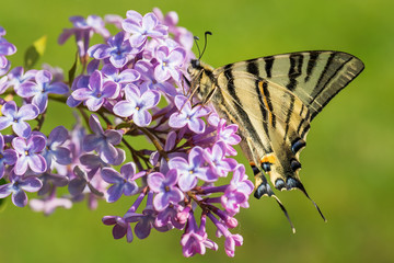 Scarce Swallowtail - Iphiclides podalirius,  beautiful colored swallowtail from European meadows and bushes, Zlin, Czech Republic.