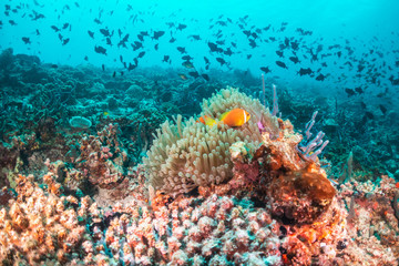 Clownfish swimming among colorful soft coral in clear blue water