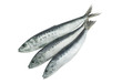 Three sardine fishes isolated on white background