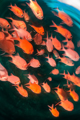 School of vibrant red fish in clear blue water