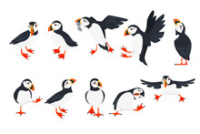 Set Of Atlantic Puffin Bird In Different Poses Cartoon Animal Design Flat Vector Illustration Isolated On White Background