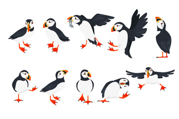 Set of atlantic puffin bird in different poses cartoon animal design flat vector illustration isolated on white background