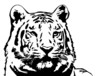 vector illustration of a tiger