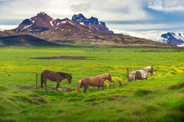 Canvas Print - Three horses that walk on summer meadows have yellow wildflowers all over the area. The background is a beautiful mountain range with snow on top. In the summer in the countryside of Iceland