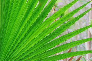 Wall Mural - image of palm leaf background theme