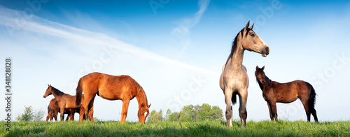 Fotografía young horses under blue sky in green grassy meadow