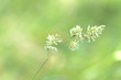 Leinwandbild Motiv Close-up Of Plant