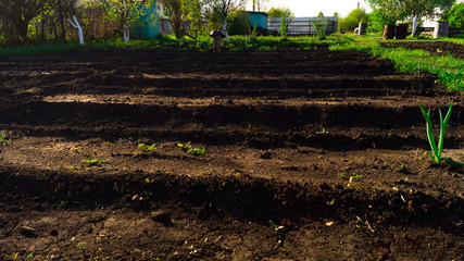 Plowed field with sown garden beds in the springtime. Growing vegetables and herbs in the garden. Agricultural activity. Horizontal perspective view. Green onions grow from the ground.