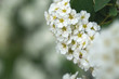 © Anna Pismenskova - White Spiraea (lat. Spiraea) bushy. Beautiful spring white Bush on a blurred background. Green and white flower. Small perennial white flowers. Flower of the bride