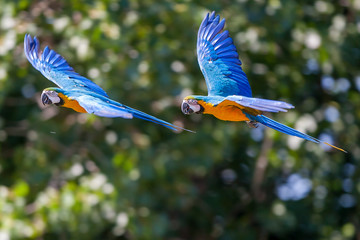 two Scarlet Macaw - Ara macao - flying